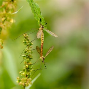 https://pixabay.com/photos/daddy-longlegs-insect-mosquitoes-3460061/