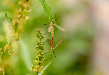 https://pixabay.com/photos/daddy-longlegs-insect-mosquitoes-3460061/