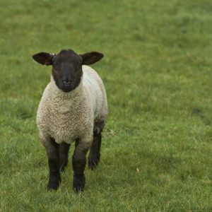Schafwolle hilft beim Wohlfühlen.